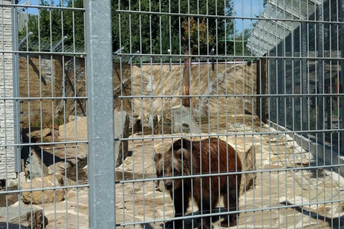 Ilustračný obrázok k článku Horúčavy v novoveskej zoo: Takto zvládajú vysoké teploty zvieratá, FOTO