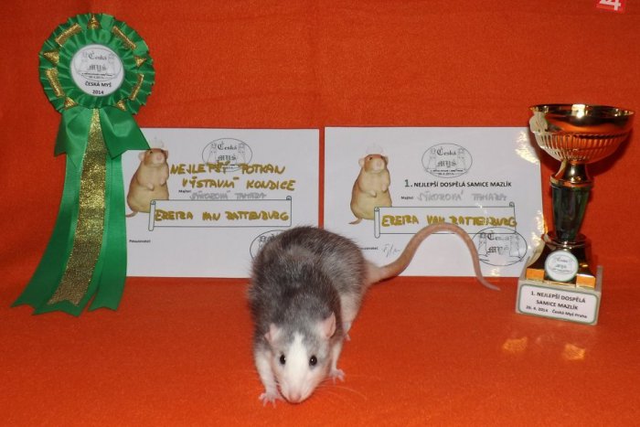 Ilustračný obrázok k článku Tamara (25) zo Spišskej a jej netradičný koníček: Chová potkany, čo dosahujú medzinárodné úspechy